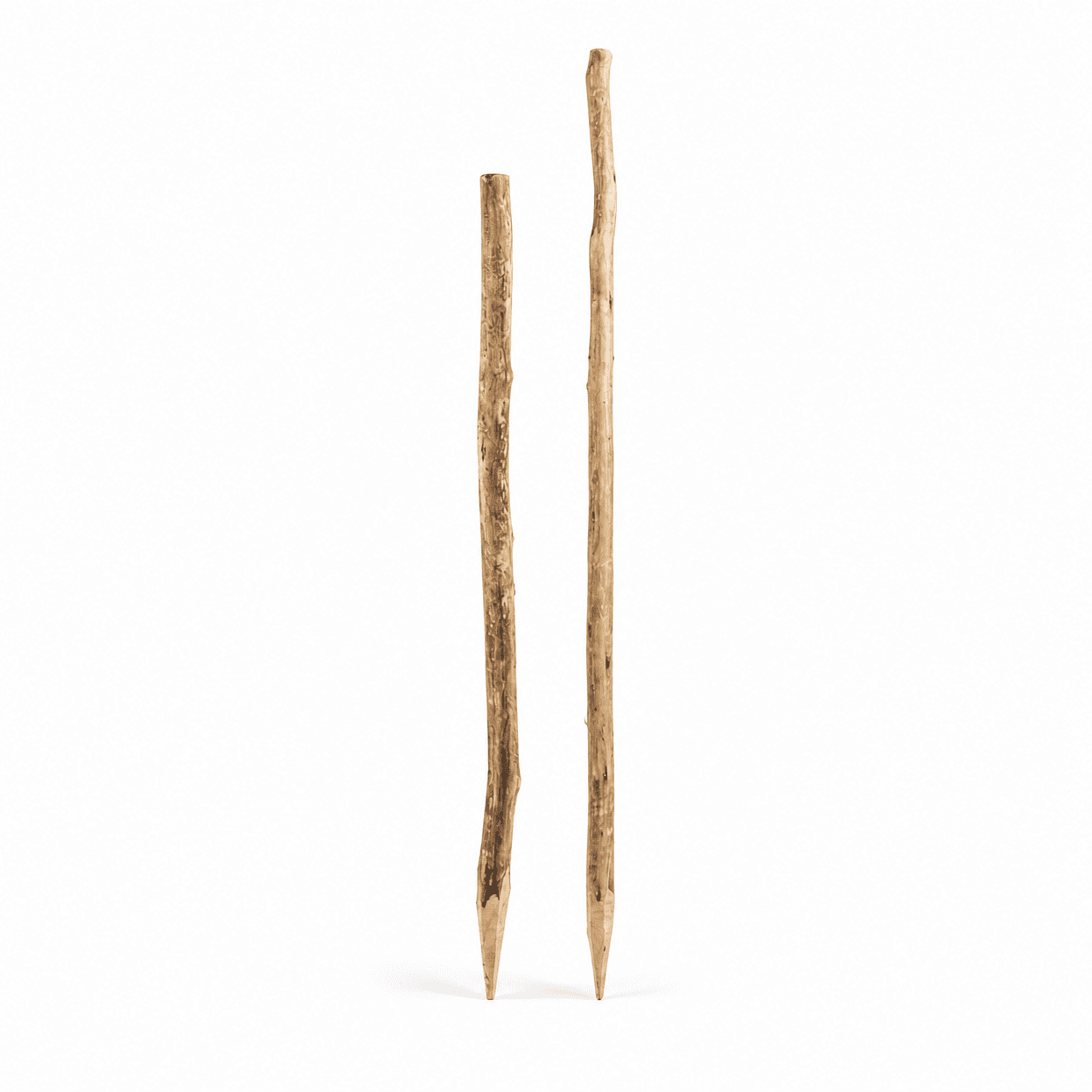 Eucalyptus Droppers 32-50mm